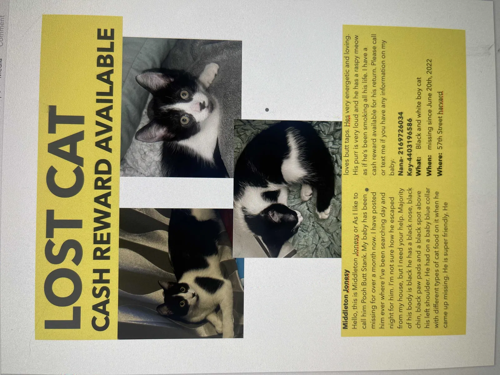 Lost cat in Cleveland, OH, 44105