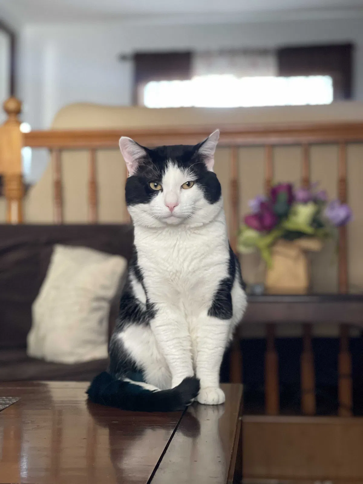 Lost cat in Whittier, CA, 90604