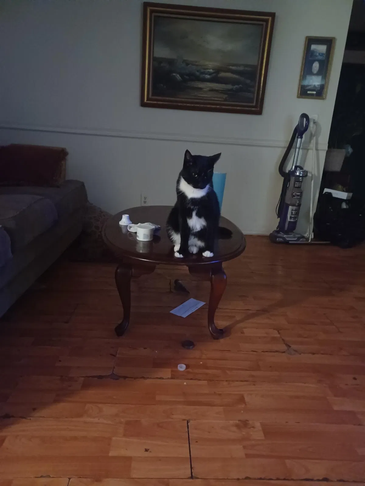 Lost cat in Tulsa, OK, 74134