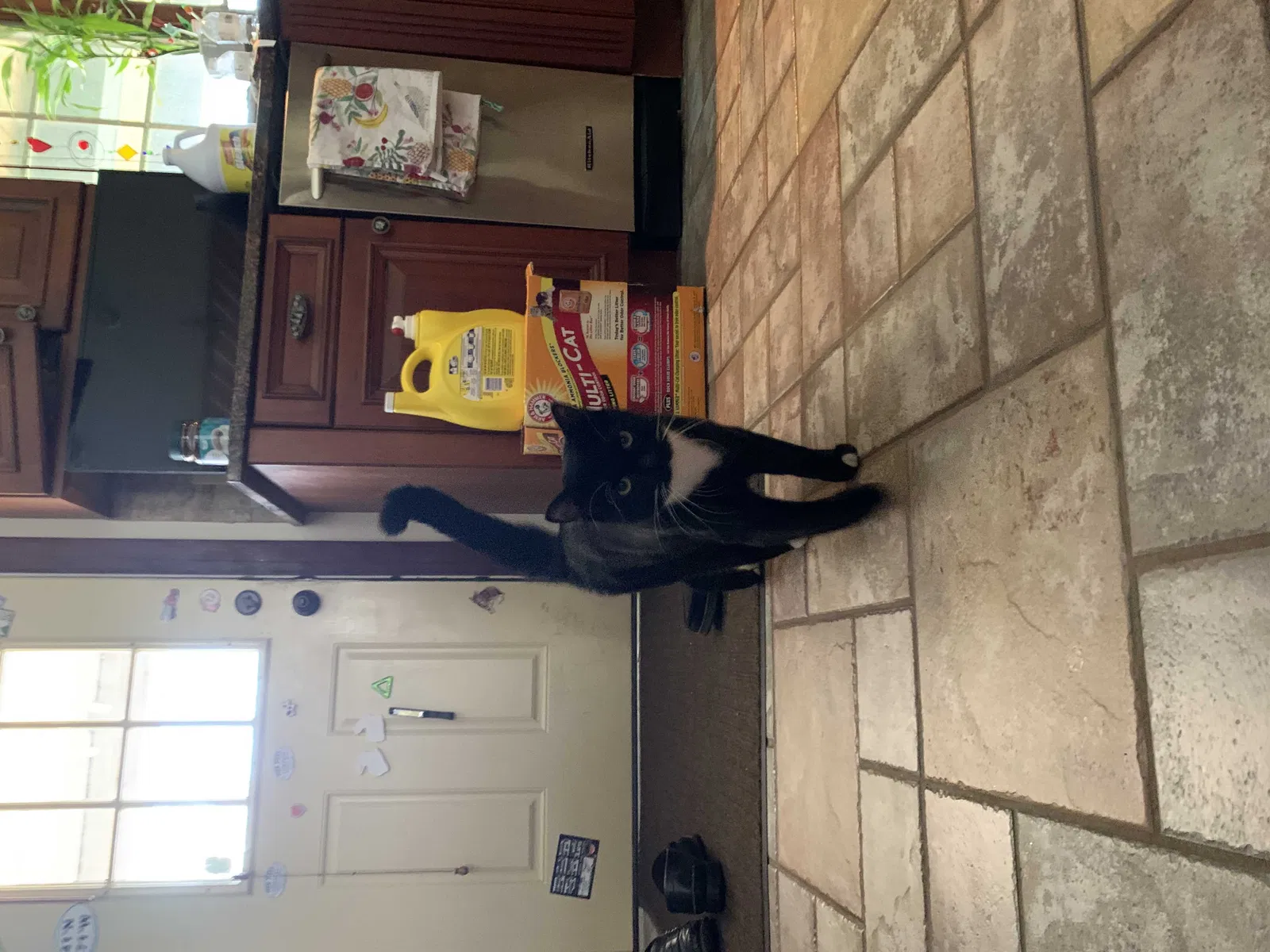 Lost cat in New Port Richey, FL, 34654