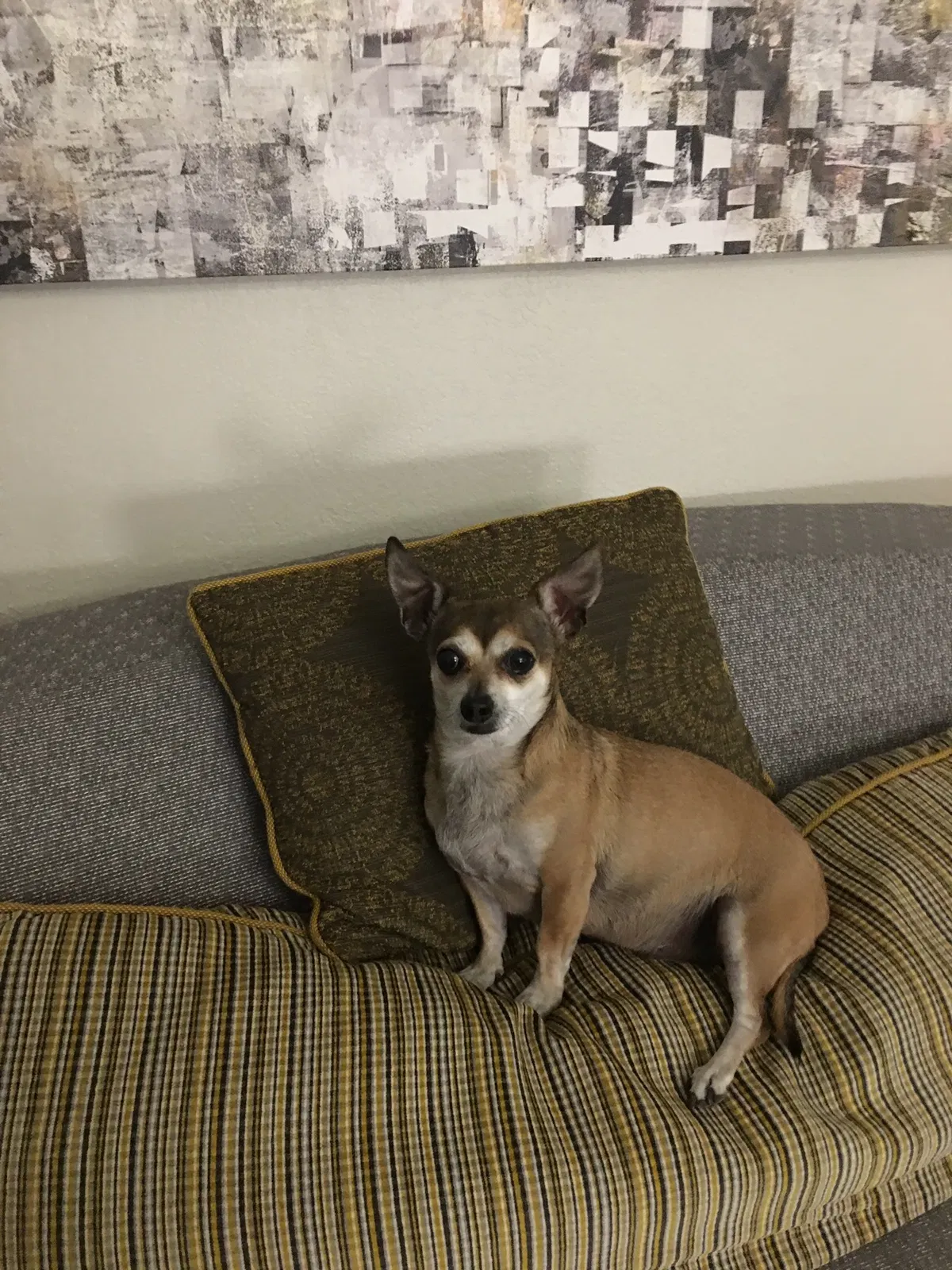 Lost dog in Bedford, TX, 76021