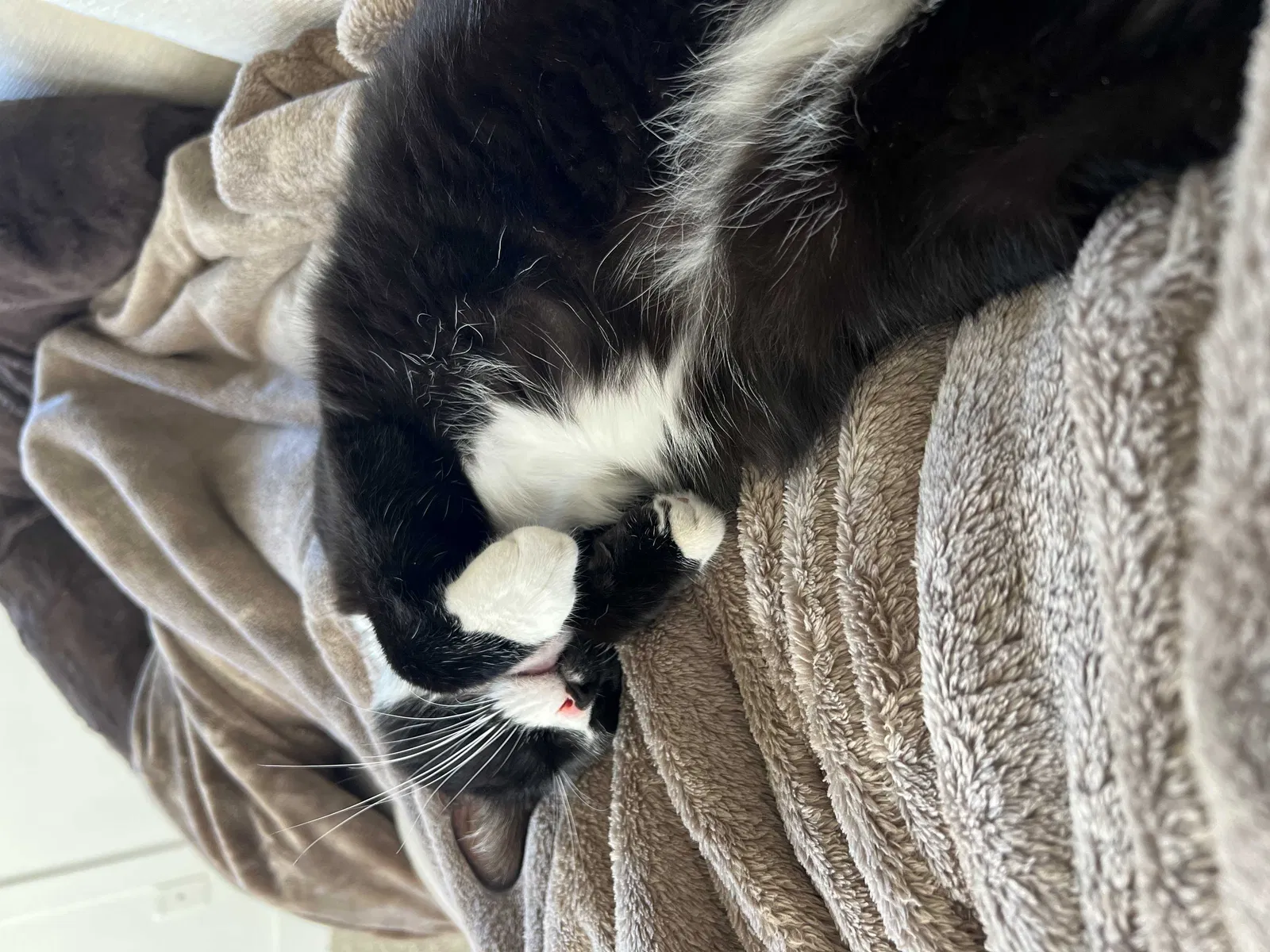 Lost cat in Brighton, MI, 48116