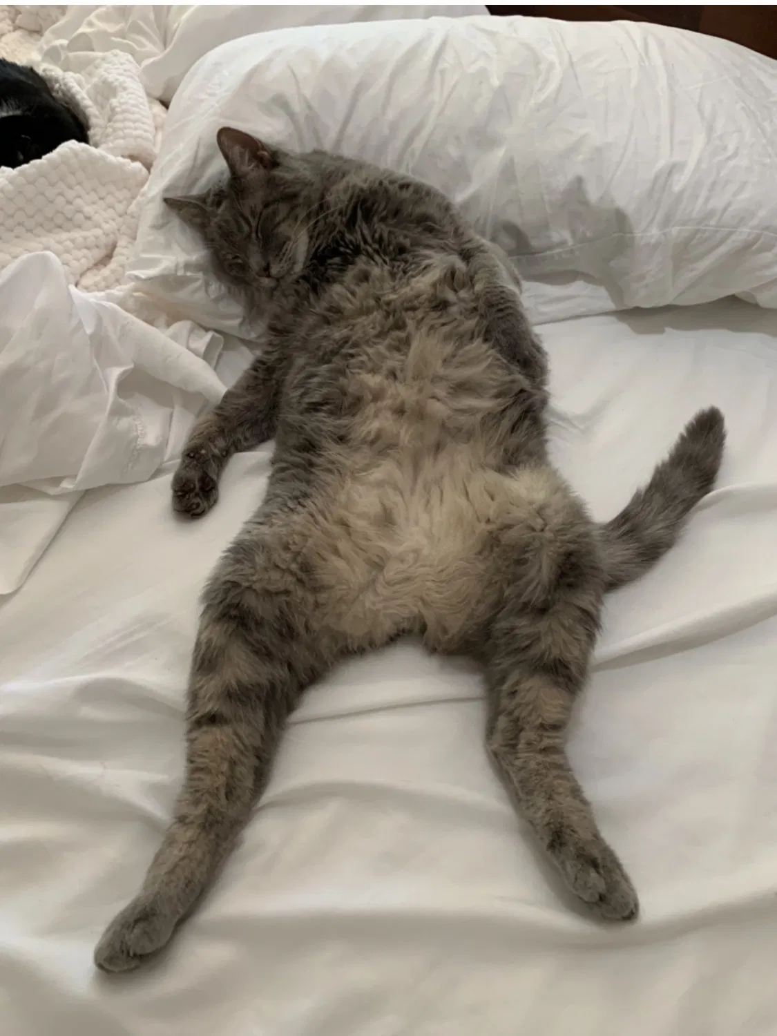 Lost cat in Tulsa, OK, 74136
