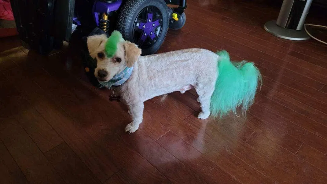 Lost dog in Albuquerque, NM, 87111