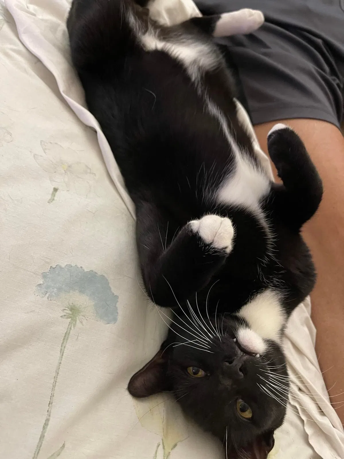 Lost cat in Sacramento, CA, 95822