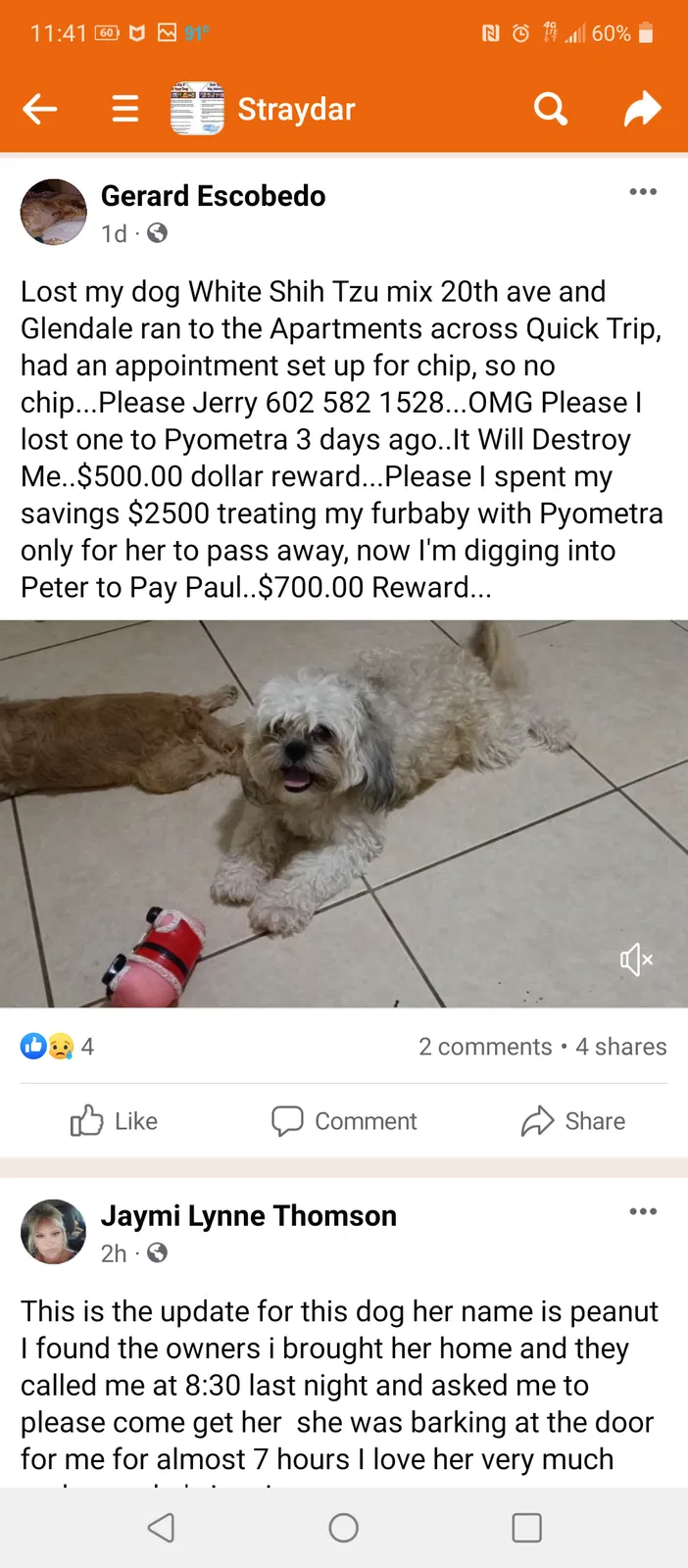 Lost dog in Phoenix, AZ, 85021