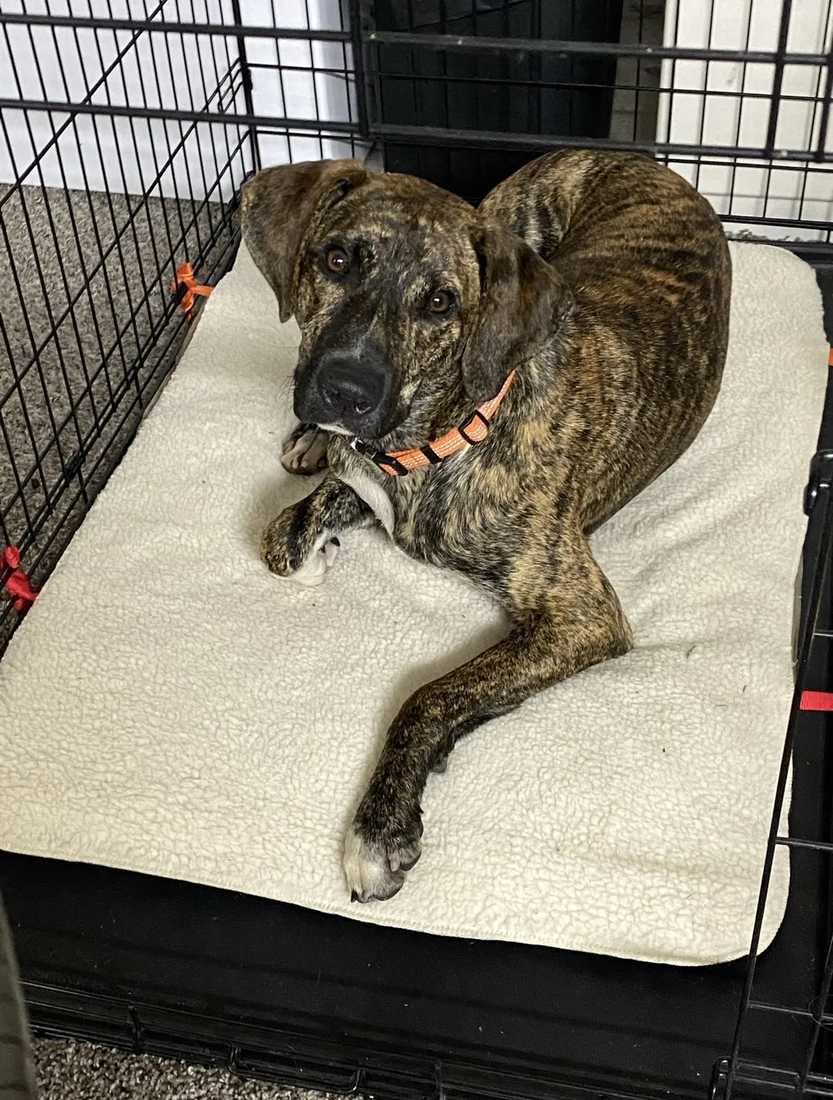 Lost dog in Panama City, FL, 32404