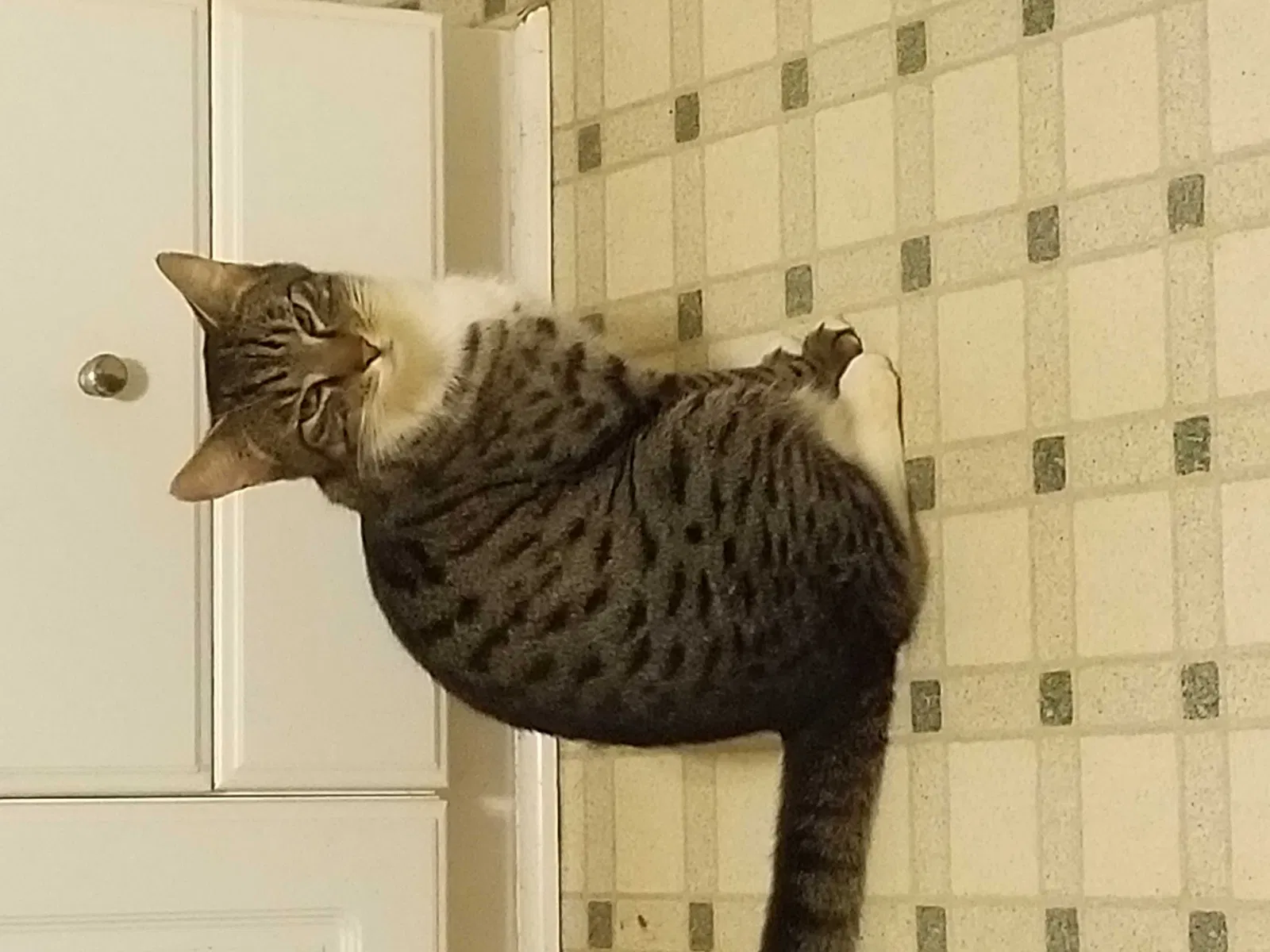 Lost cat in Mcdonough, GA, 30252