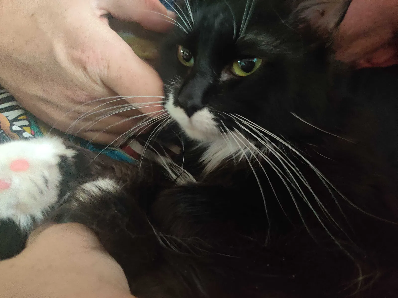 Lost cat in Dayton, MN, 55327