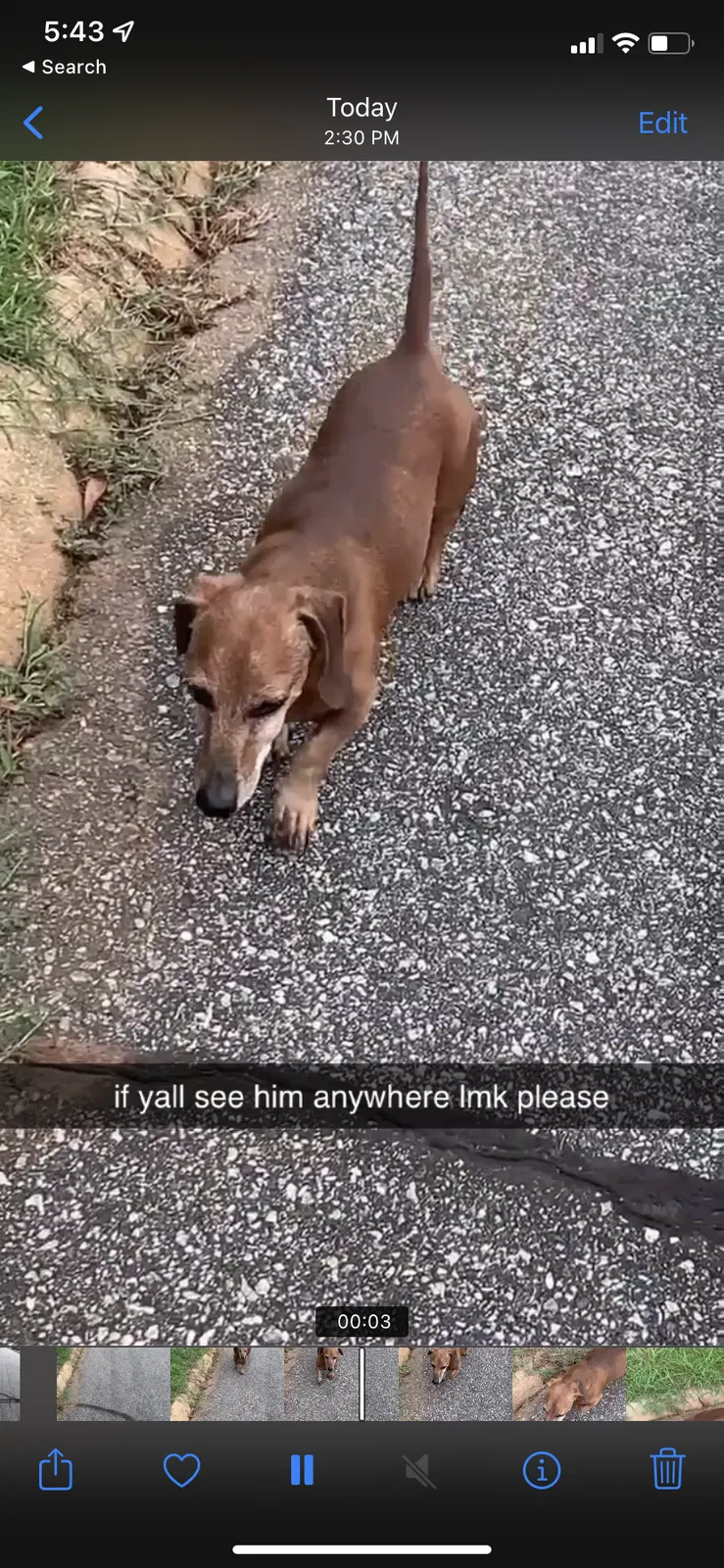 Lost dog in Spartanburg, SC, 29307