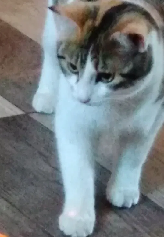 Lost cat in Virginia, MN, 55792
