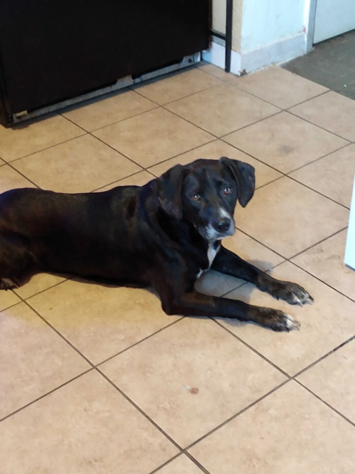Lost dog in Fort Pierce, FL, 34947