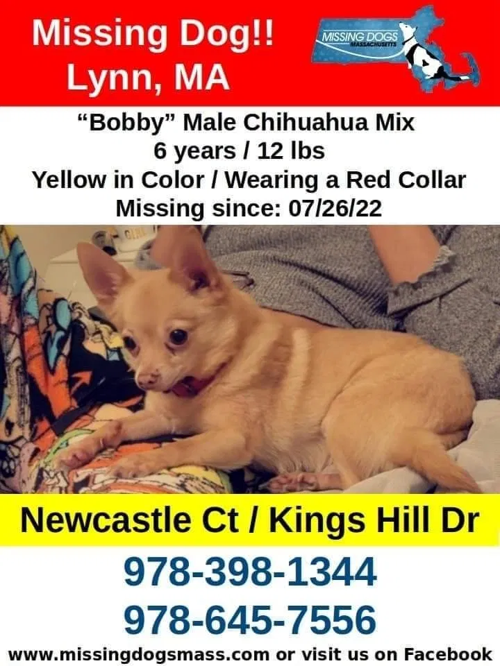 Lost dog in Lynn, MA, 1905