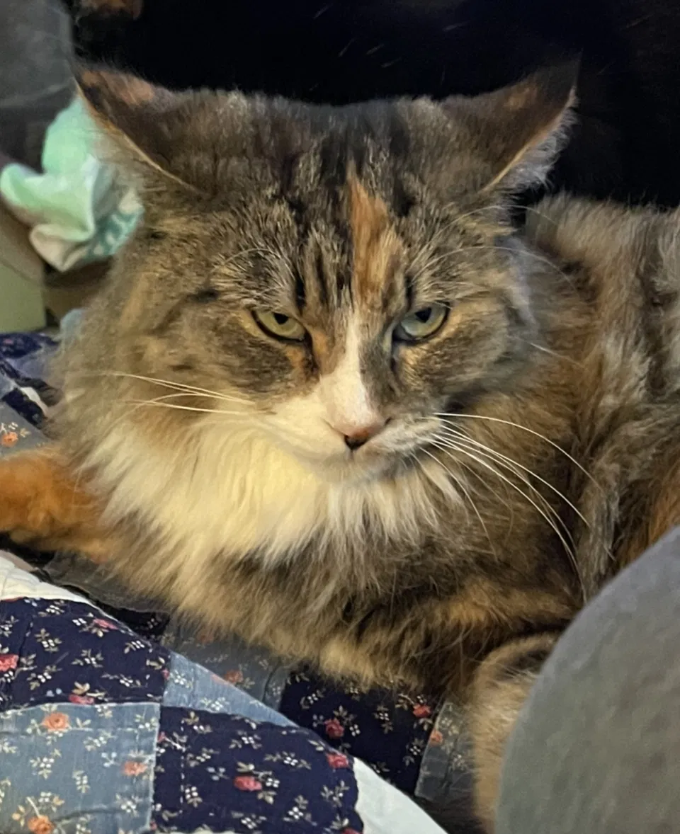 Lost cat in Clermont, FL, 34711