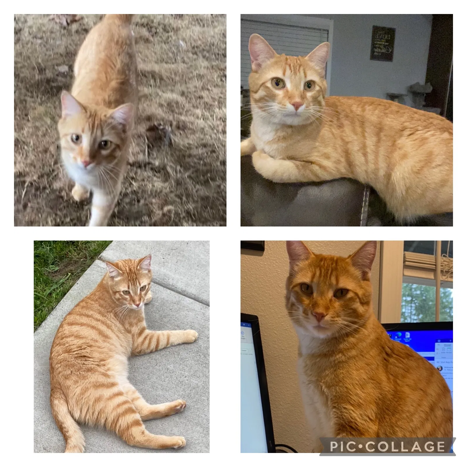 Lost cat in Eatonville, WA, 98328