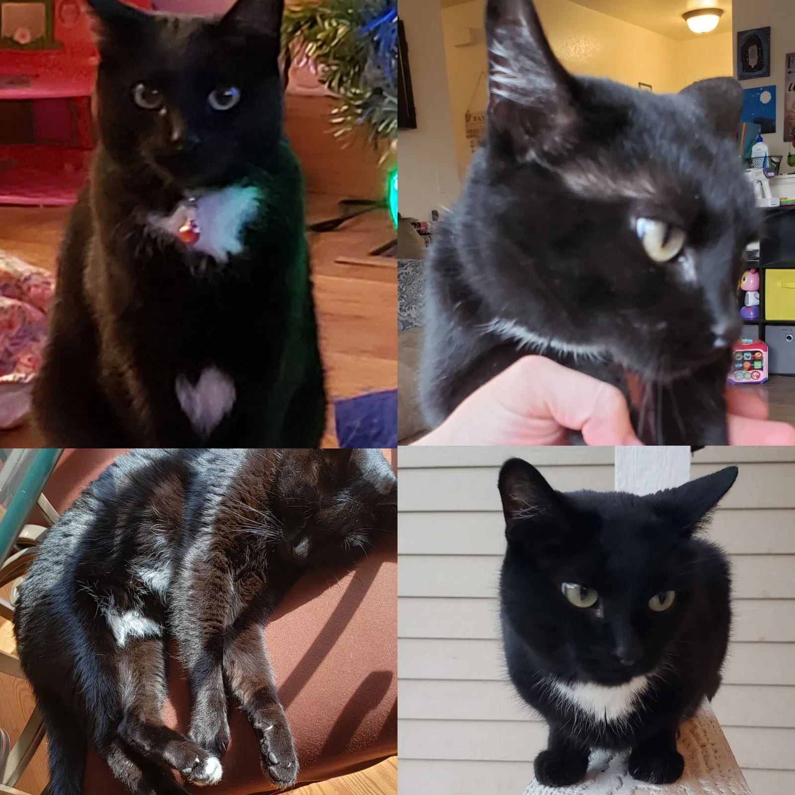 Lost cat in Kersey, CO, 80644
