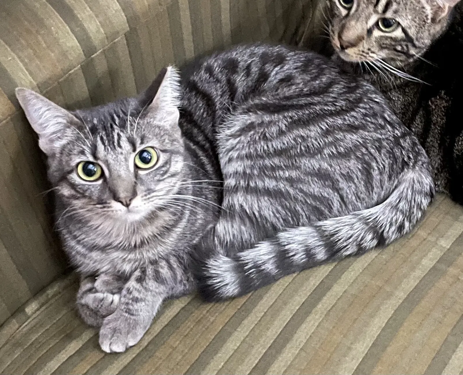 Lost cat in Dallas, TX, 75208