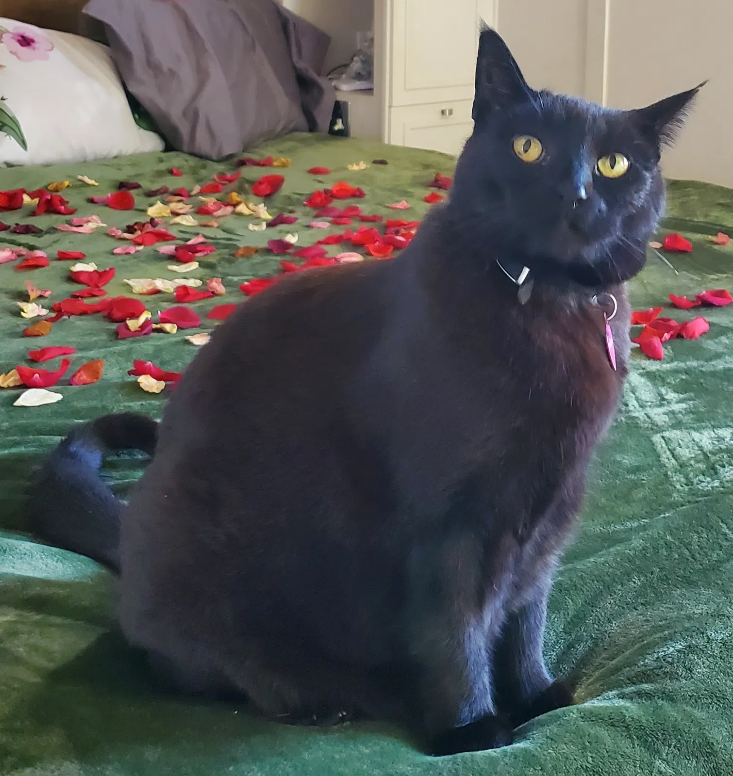 Lost cat in Fullerton, CA, 92832
