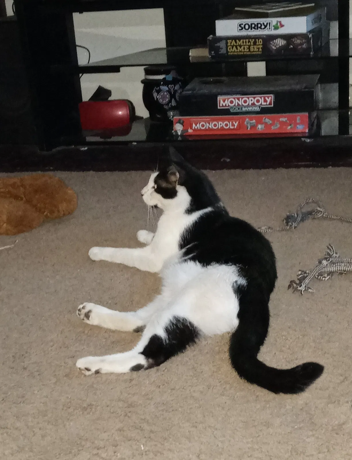 Found cat in Slaton, TX, 79364