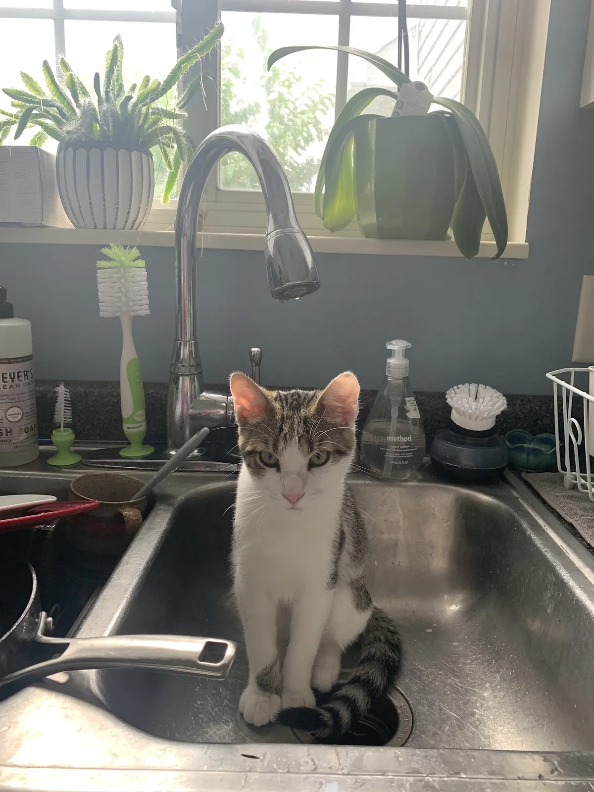 Lost cat in Indianapolis, IN, 46268