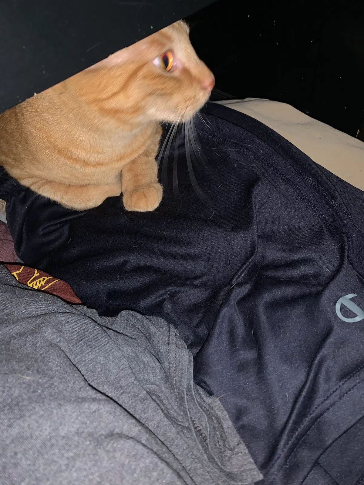 Lost cat in Grove City, OH, 43123