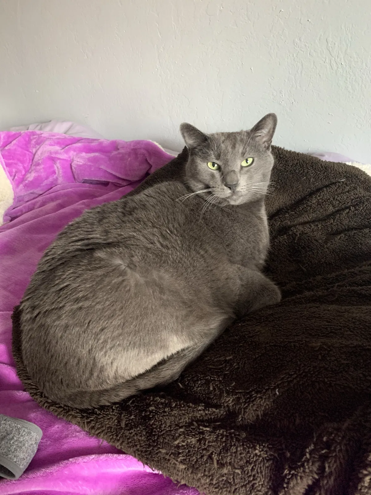 Lost cat in Santa Rosa, CA, 95404