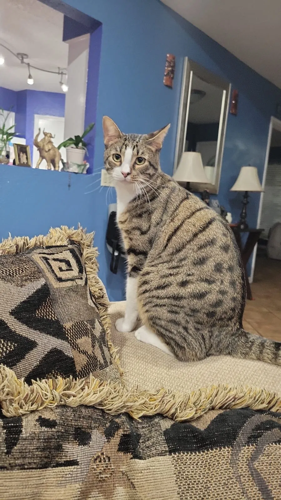 Lost cat in Richmond, TX, 77406