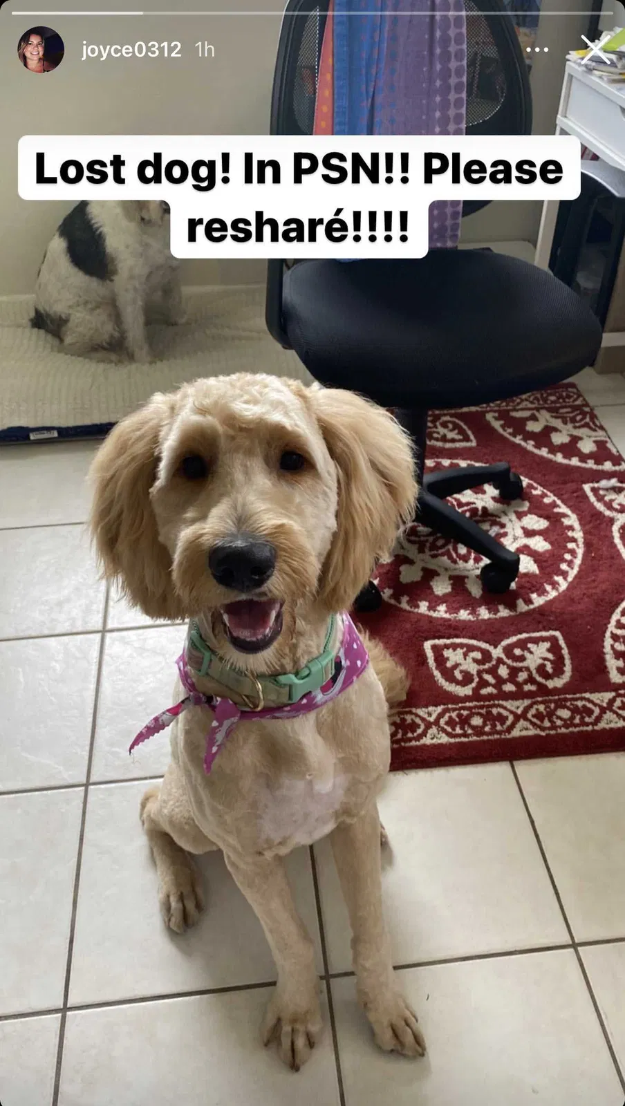 Lost dog in Hialeah, FL, 33018