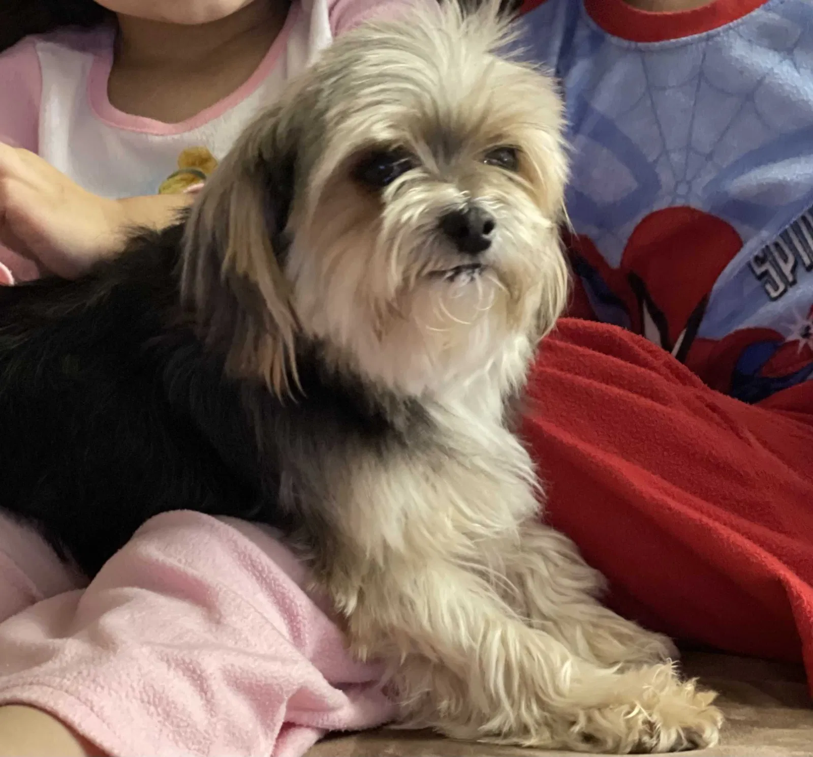 Lost dog in Youngstown, OH, 44505