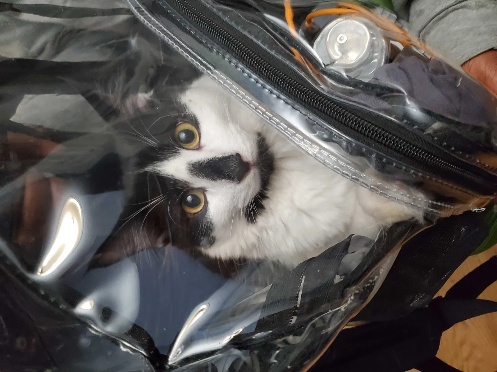Lost cat in Hartford, CT, 6106