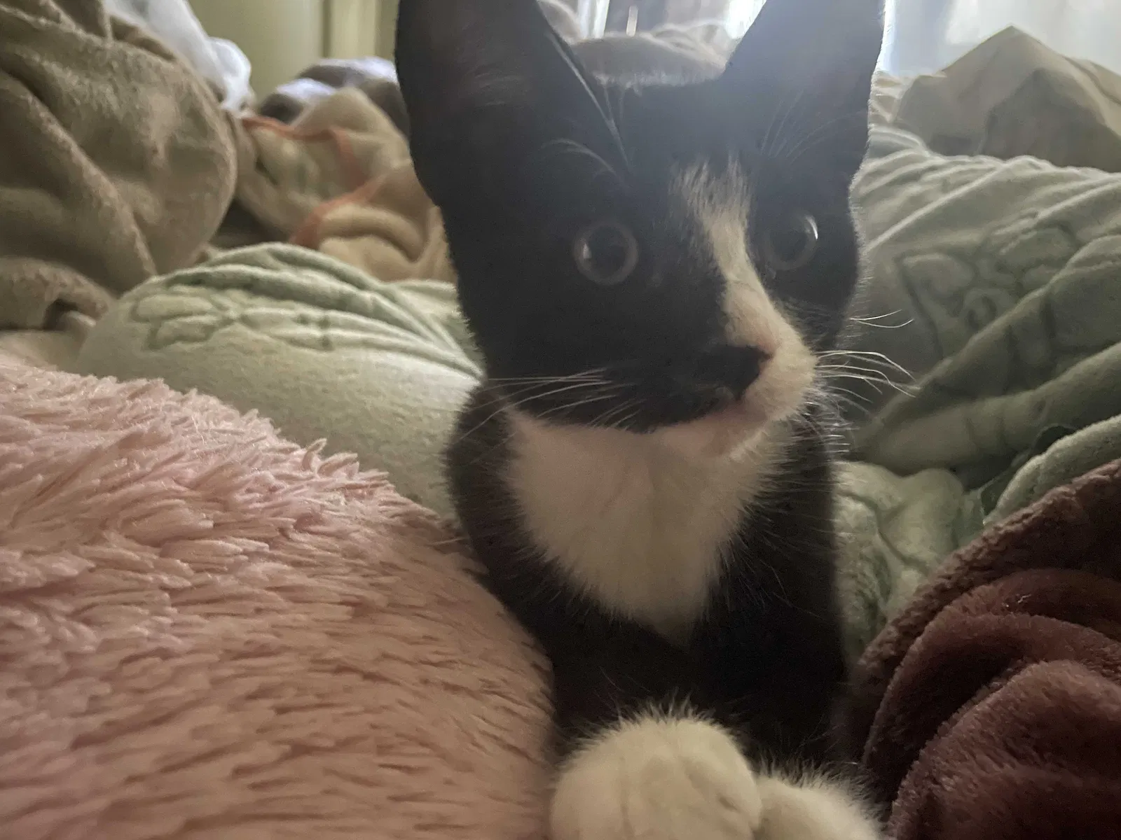 Lost cat in Salinas, CA, 93906