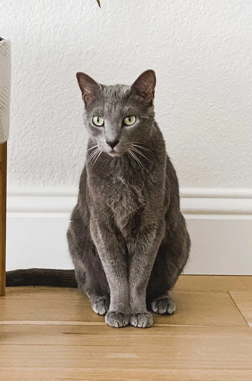 Lost cat in Fort Worth, TX, 76108
