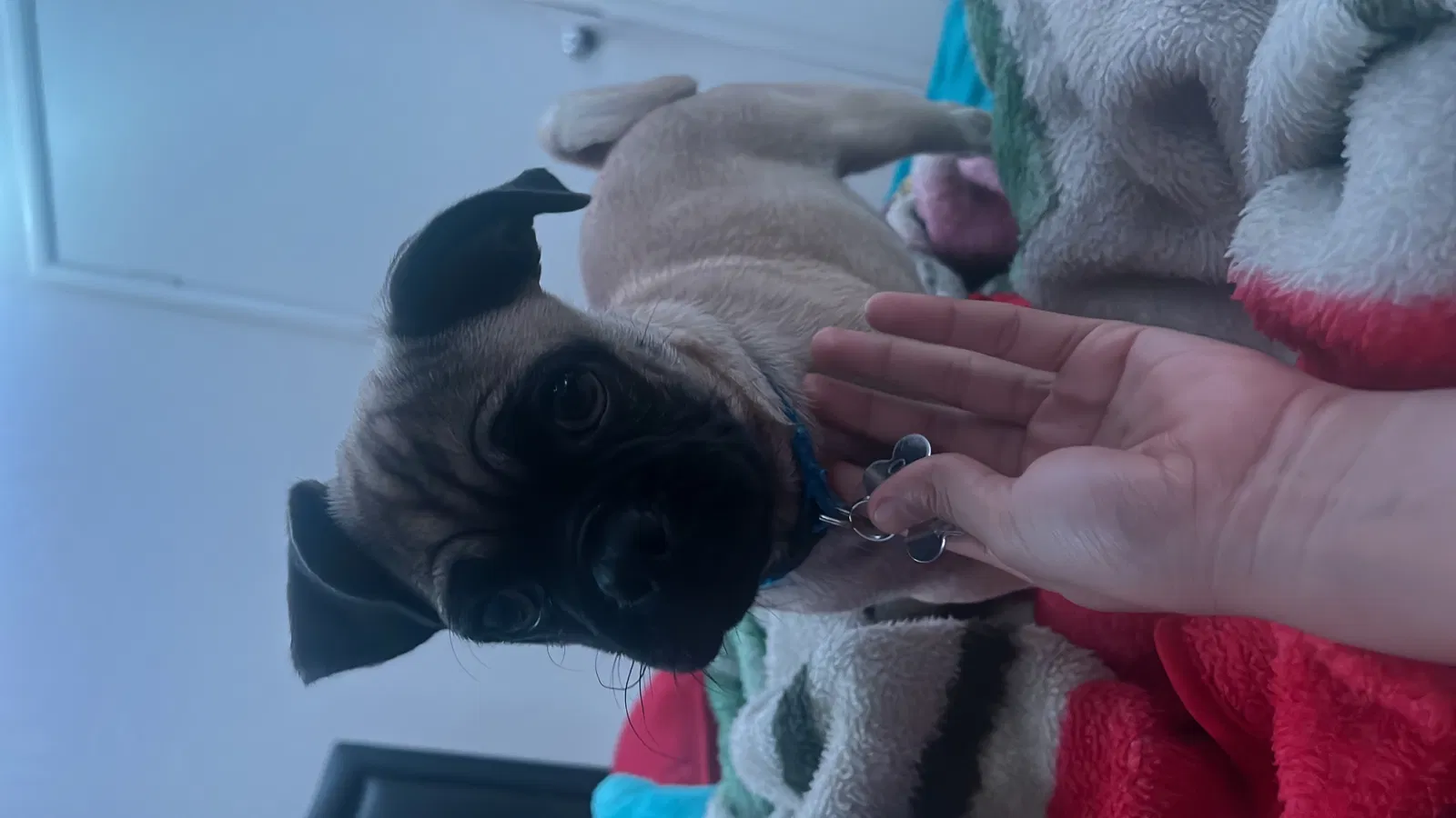 Lost dog in Vallejo, CA, 94591