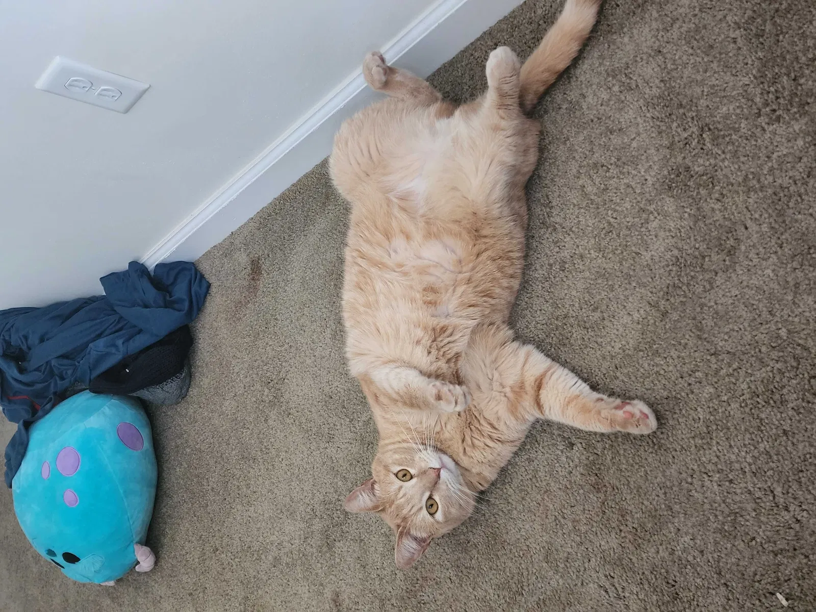 Lost cat in Fort Wayne, IN, 46835