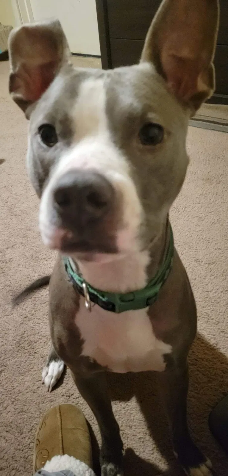 Lost dog in Toledo, OH, 43614