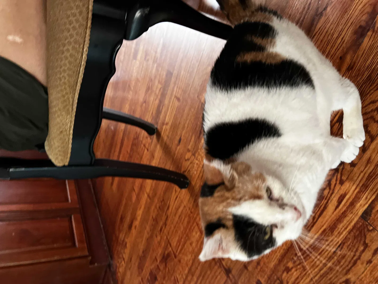 Lost cat in Elmont, NY, 11003
