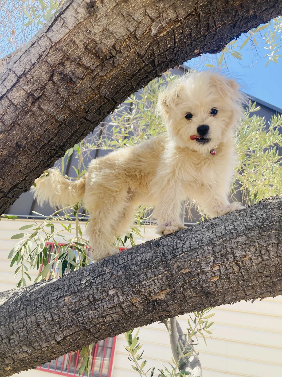 Lost dog in Las Vegas, NV, 89104