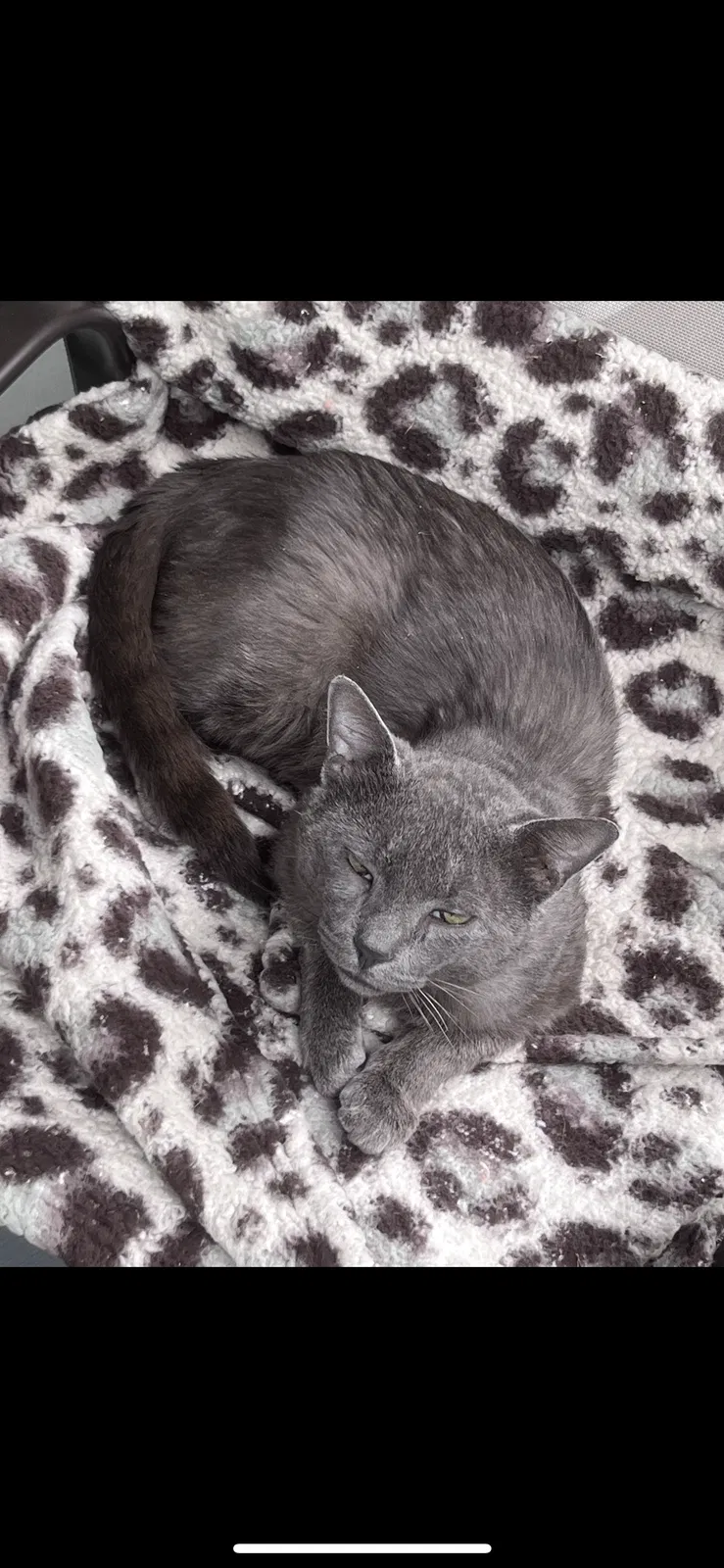 Lost cat in Dundee, IL, 60118