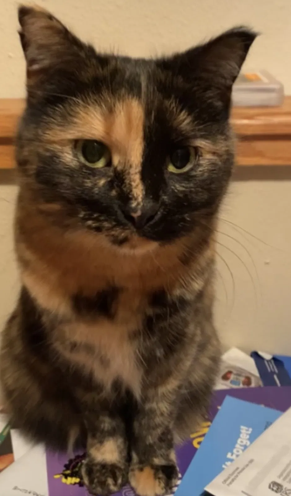 Lost cat in Wellington, CO, 80549