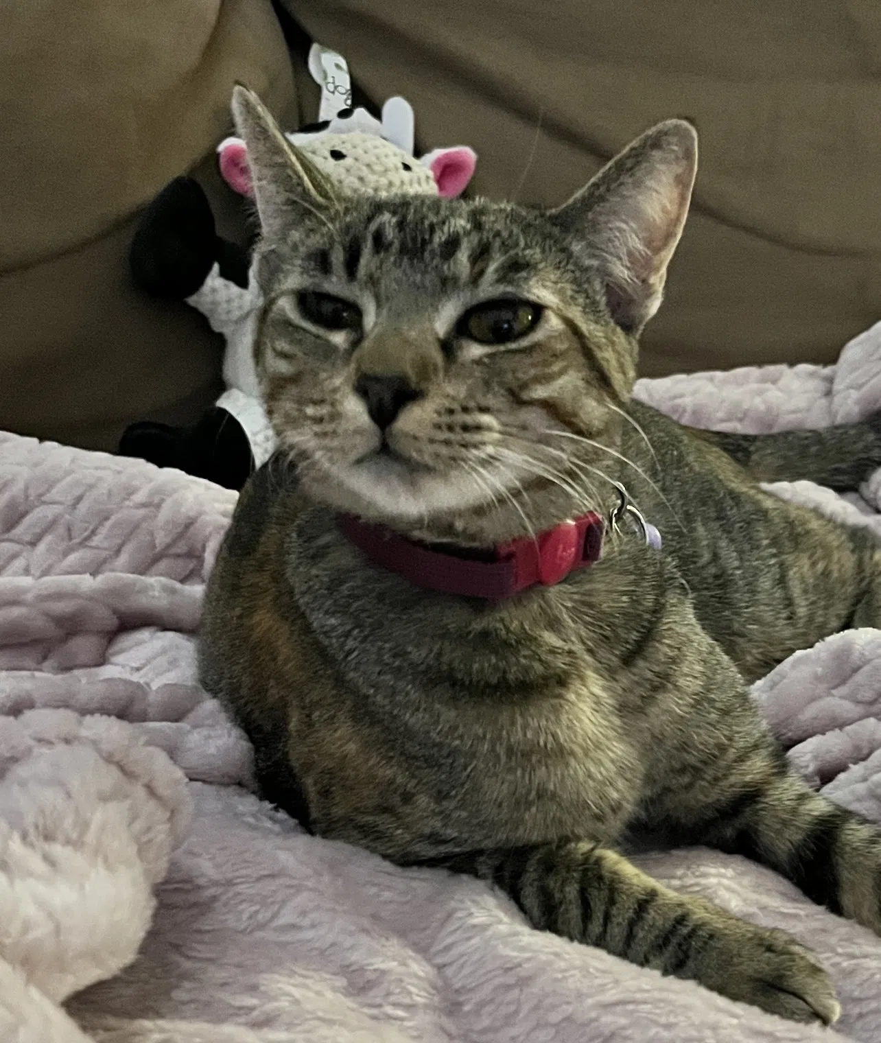 Lost cat in Las Cruces, NM, 88011