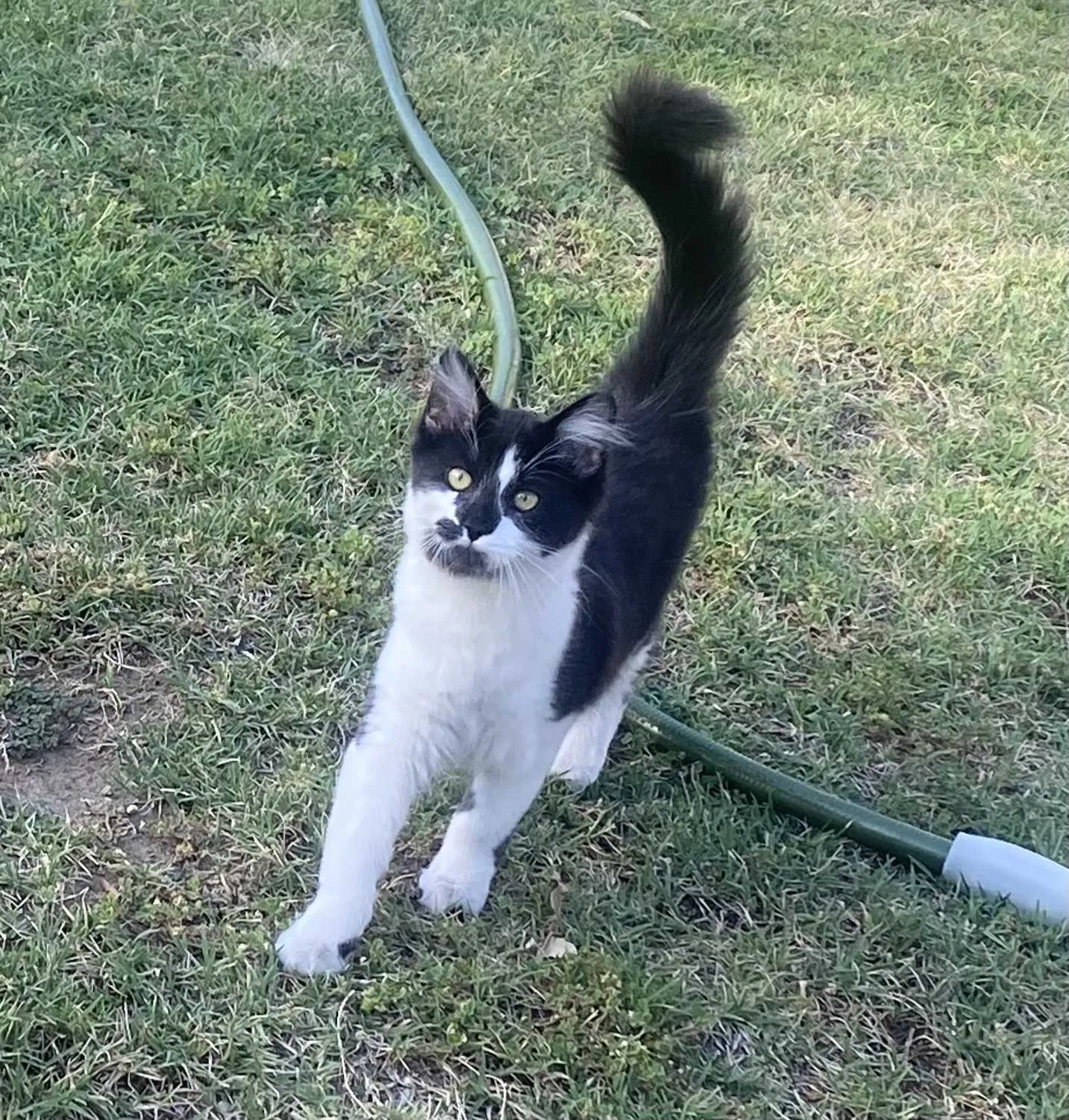 Lost cat in Fresno, CA, 93726