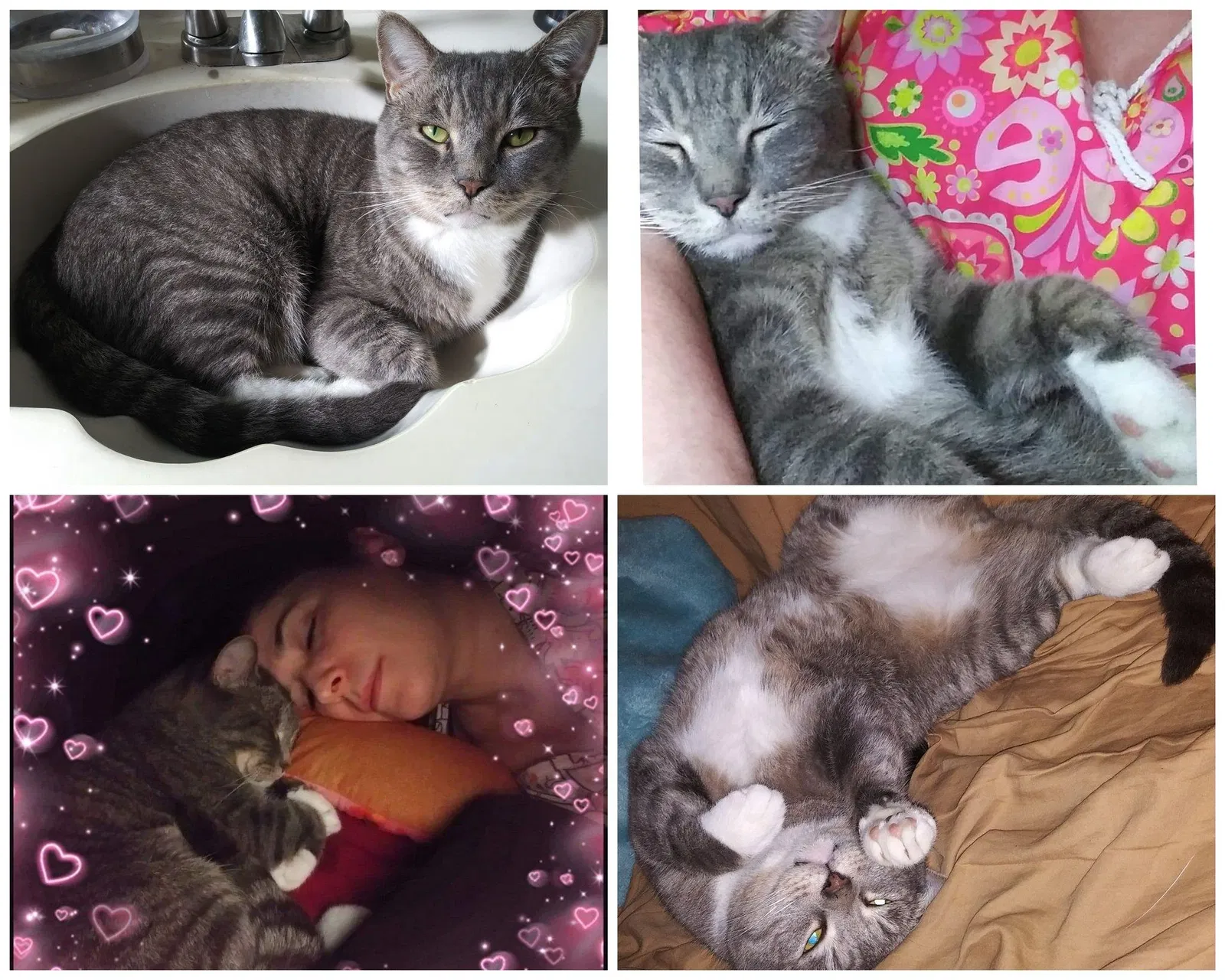 Lost cat in Spring, TX, 77373
