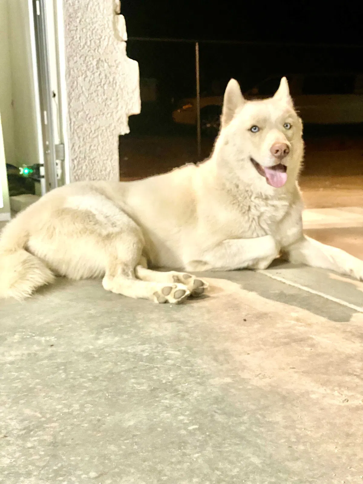 Lost dog in Hesperia, CA, 92345