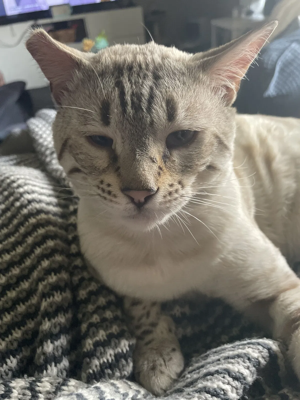 Lost cat in Minneapolis, MN, 55429