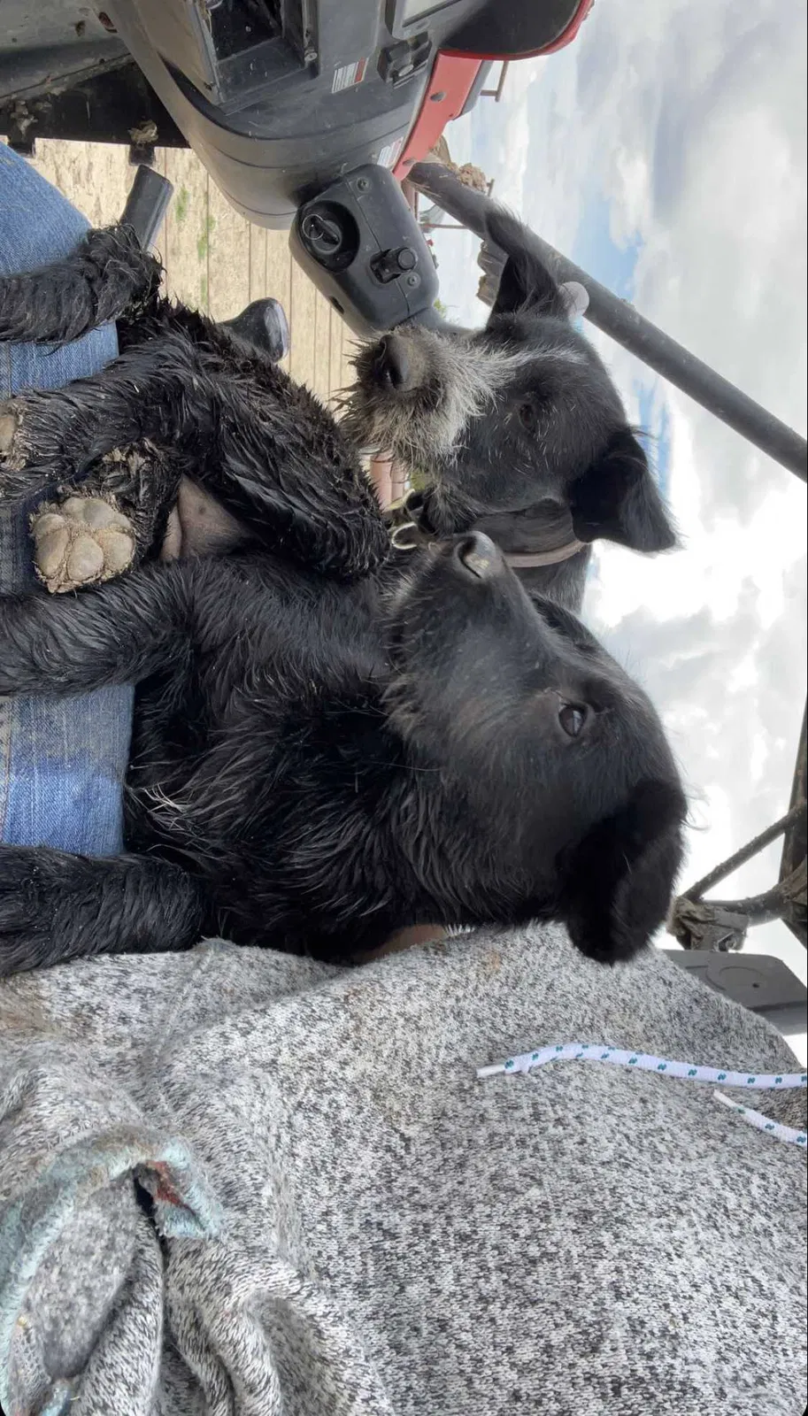 Lost dog in Caldwell, ID, 83607