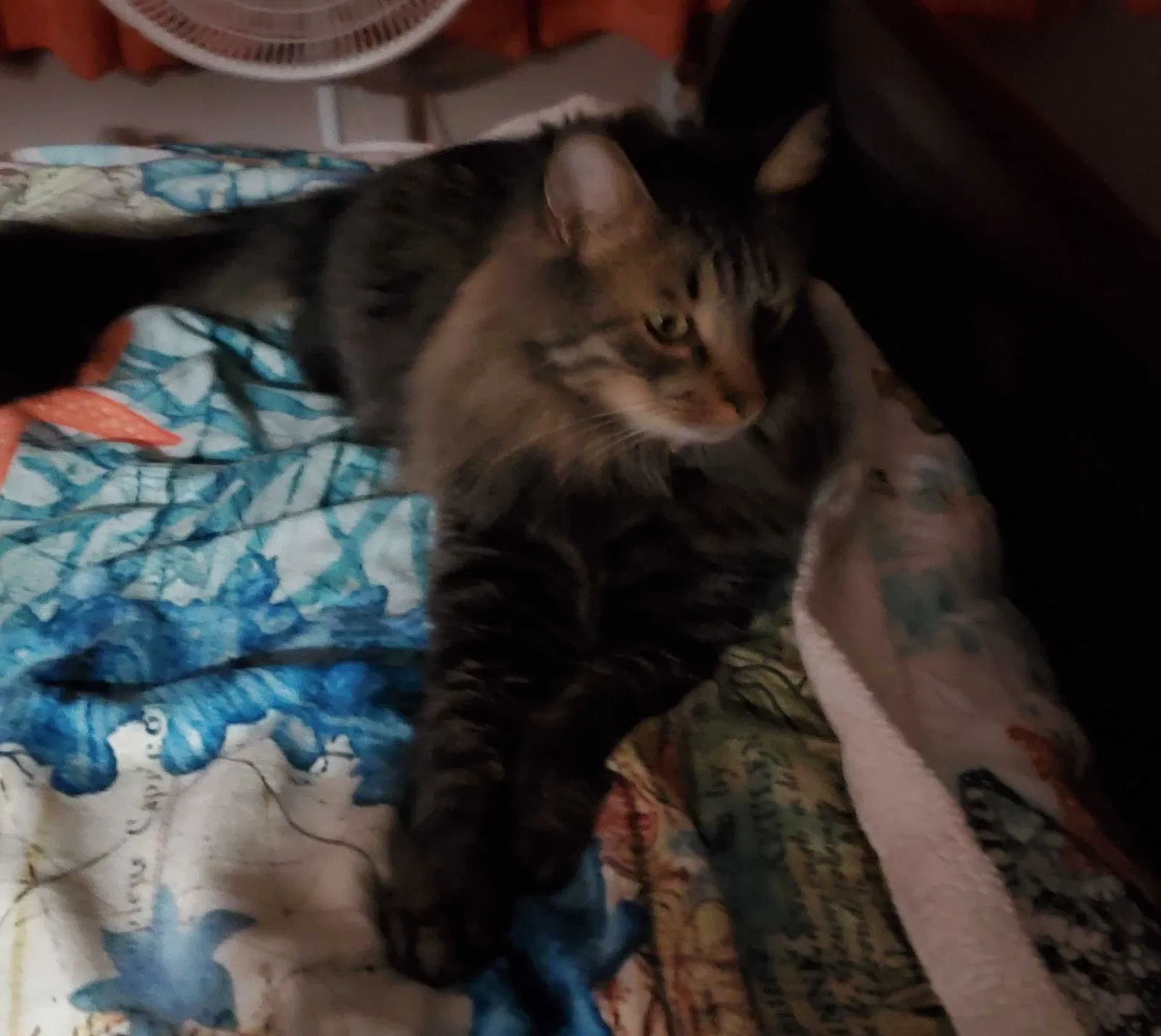 Lost cat in Monroe, GA, 30656