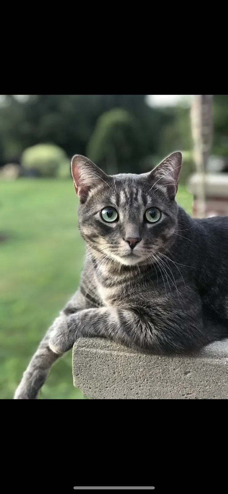 Lost cat in Shelby, NC, 28150