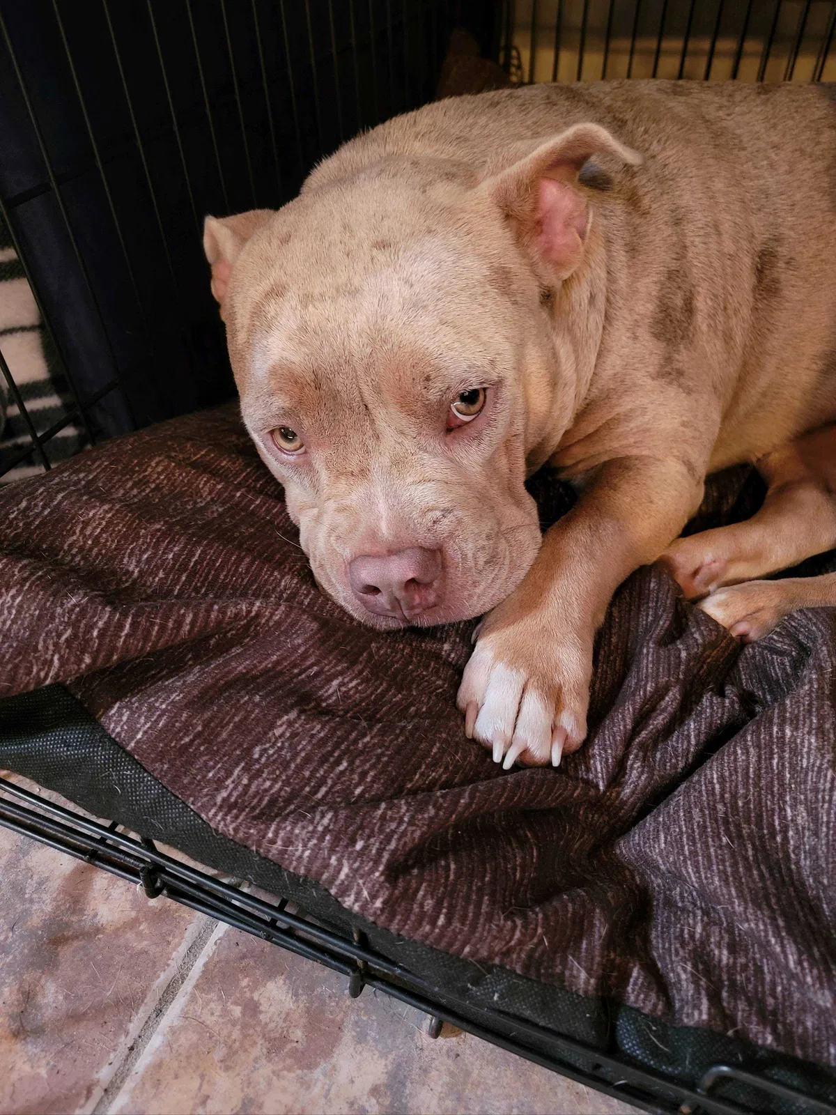 Lost dog in Bushnell, FL, 33513