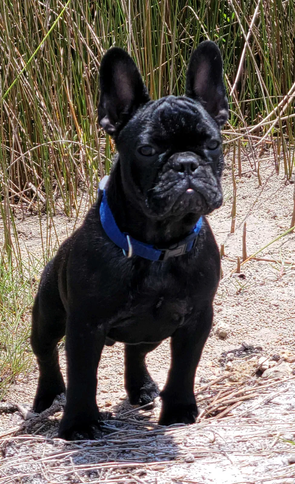 Lost dog in Bushnell, FL, 33513