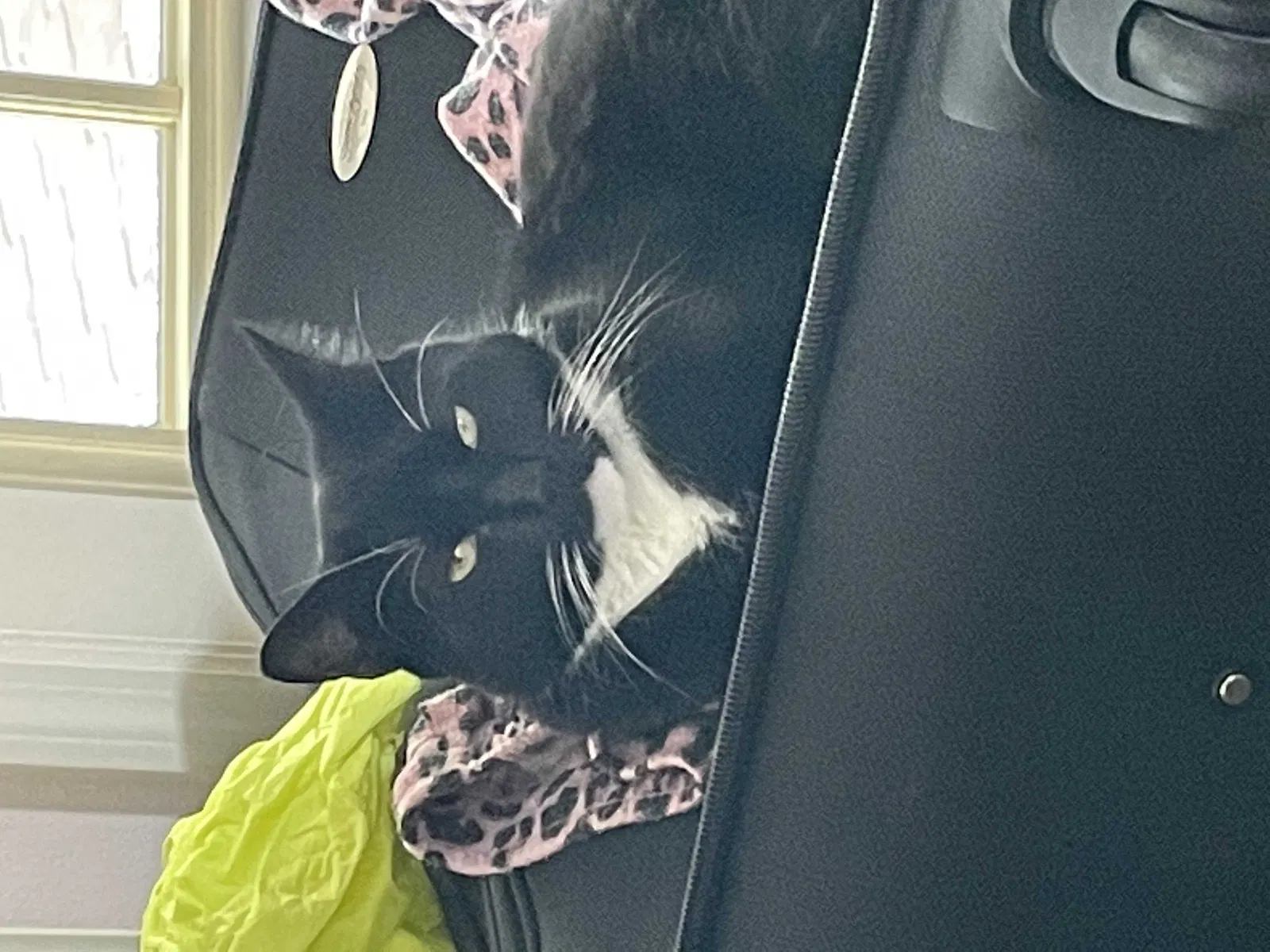 Lost cat in New Port Richey, FL, 34654